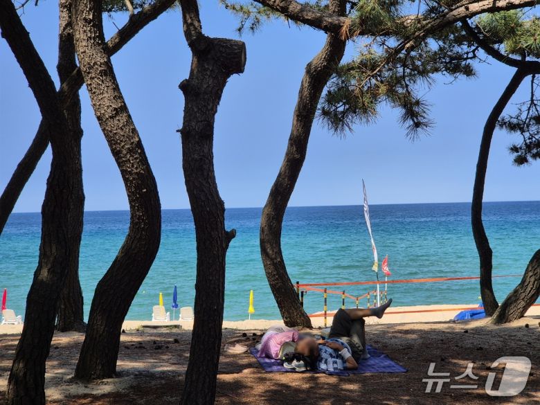 9일 강릉 송정해변을 찾은 시민과 나들이객들이 솔밭 그늘에서 무더위를 식히고 있다. 2025.7.9/뉴스1 윤왕근 기자
