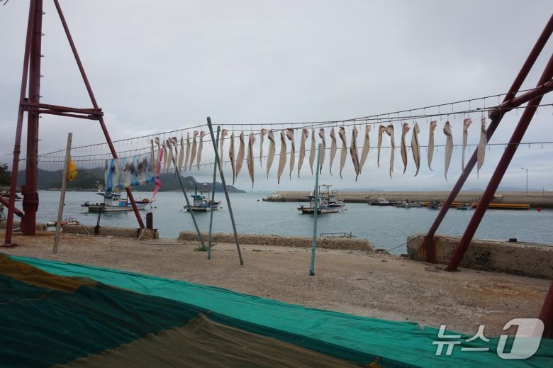 멸치떼를 따라 잡힌 우럭과 장어 등 '잡어'를  해풍에 말리고 있는 풍경. 2025.7.11/뉴스1 ⓒ News1 조영석 기자