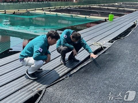 해상 가두리양식장을 살펴보는 관계자들.(통영시 제공. 재판매 및 DB금지)