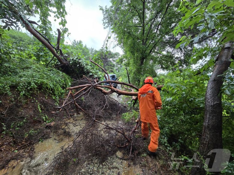 17일 오전 11시 52분께 전북 완주군 고산면 한 야산에 나무가 쓰러져있어 소방대원이 현장 조치에 나서고 있다.(전북 소방 제공. 재판매 및 DB금지) 2025.7.17/뉴스1 ⓒ News1 장수인 기자