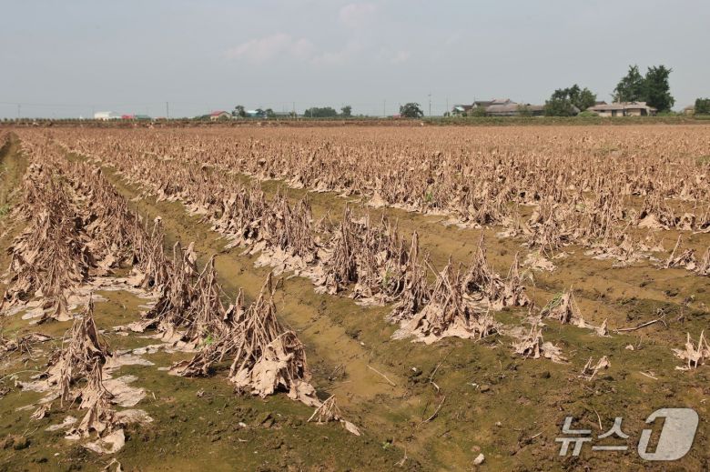 논콩 피해 현장 모습(당진시 제공. 재판매 및 DB금지)2025.7.24/뉴스1