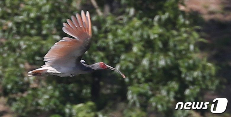 경남 창녕군 우포늪에 하늘을 나는 따오기 모습. (뉴스1DB) ⓒ News1 여주연 기자