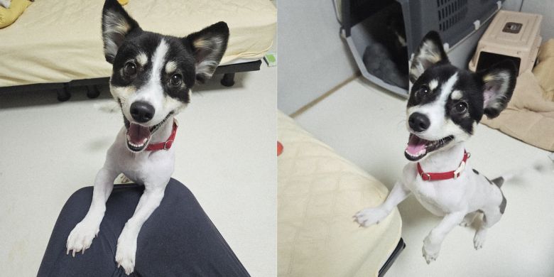 빙고는 사람을 잘 따르고 다른 개들과도 잘 지내는 등 유순한 성격을 지녔다(동행 제공). ⓒ 뉴스1