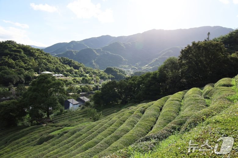 '유로제다'의 차밭(한국관광공사 제공)