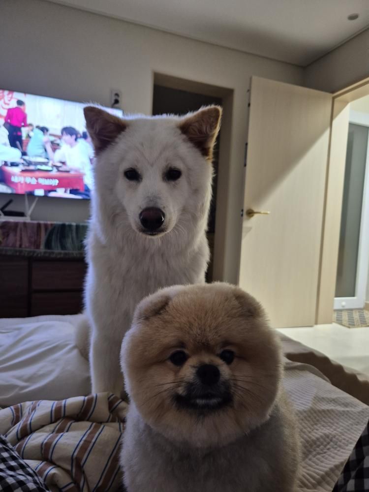 행복이와 A 씨의 첫째 반려견 뚠빵이(인스타그램 lucky._1004 제공) ⓒ 뉴스1