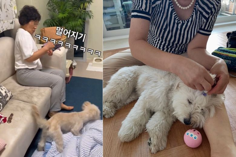 보호자 A 씨의 어머니는 처음 콩떡이를 무서워했지만, 이제는 머리까지 묶어주는 사이로 발전했다(인스타그램 luv_kong11 제공). ⓒ 뉴스1