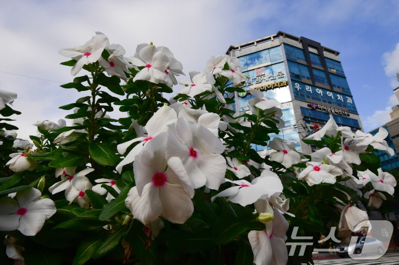 11일 경북 포항시청 앞 화단에서 일일초가 가을 햇살을 쬐고 있다. (사진은 기사 내용과 무관함) 2025.9.11/뉴스1 ⓒ News1 최창호 기자