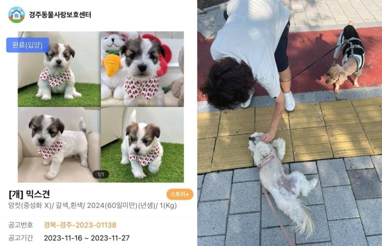 경주 스트릿 출신 강아지 콩떡이는 가족을 만나 매일 듬뿍 사랑받으며 살고 있다(인스타그램 luv_kong11 제공) ⓒ 뉴스1