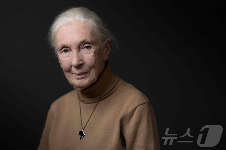 영국의 동물행동학자이자 영장류학자 제인 구달 박사가 1일(현지시간) 91세를 일기로 영면했다. 2024.10.18. ⓒ AFP=뉴스1 ⓒ News1 윤다정 기자