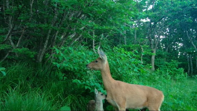 한려해상국립공원에서 관찰된 노루 (국립공원공단 제공) 2025.10.9 /뉴스1