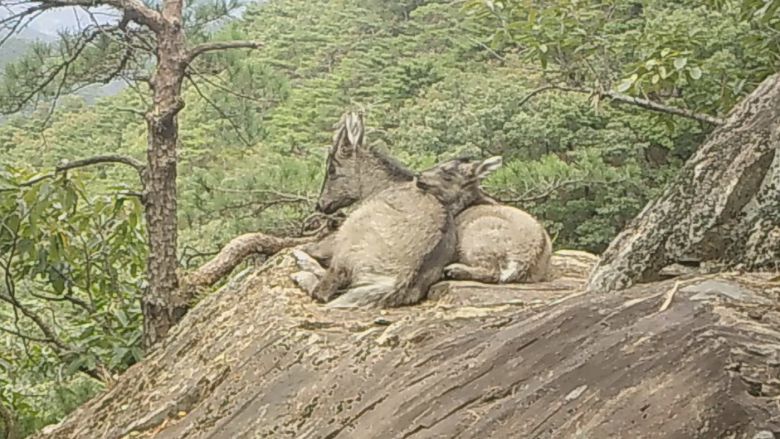 속리산 고지대 바위 위에서 휴식 하고 있는 어미 산양과 새끼 산양.(국립공원공단 제공) 2025.10.9 /뉴스1