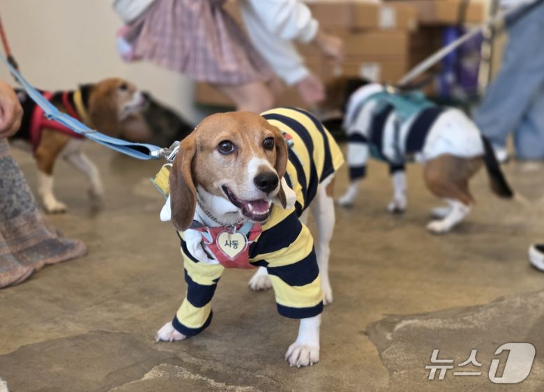 가족을 찾기 위해 제2회 비글 입양제에 참석한 '사동' ⓒ 뉴스1 한송아 기자