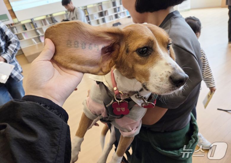 구조된 실험 비글 '팔멍이'의 귀에 번호가 새겨져 있다.ⓒ 뉴스1 한송아 기자