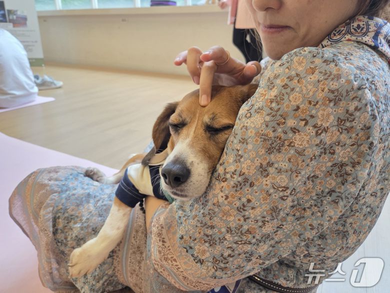 마사지 받으며 사람 손길을 즐기는 비글 '십분' ⓒ 뉴스1 한송아 기자