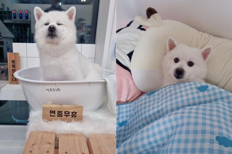 특유의 '댕청미'가 매력인 순둥이 두부(인스타그램 ss_______kr 제공) ⓒ 뉴스1