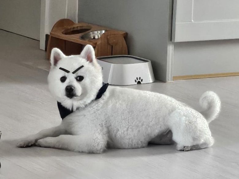 평소 두부는 보호자의 장난을 묵묵히 받아주는 순둥이다(인스타그램 ss_______kr 제공). ⓒ 뉴스1