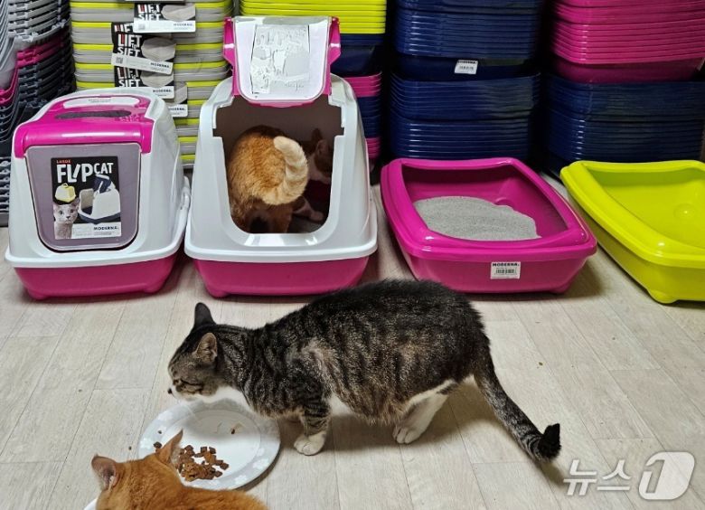 초롱쉼터 고양이(벳아너스 제공) ⓒ 뉴스1