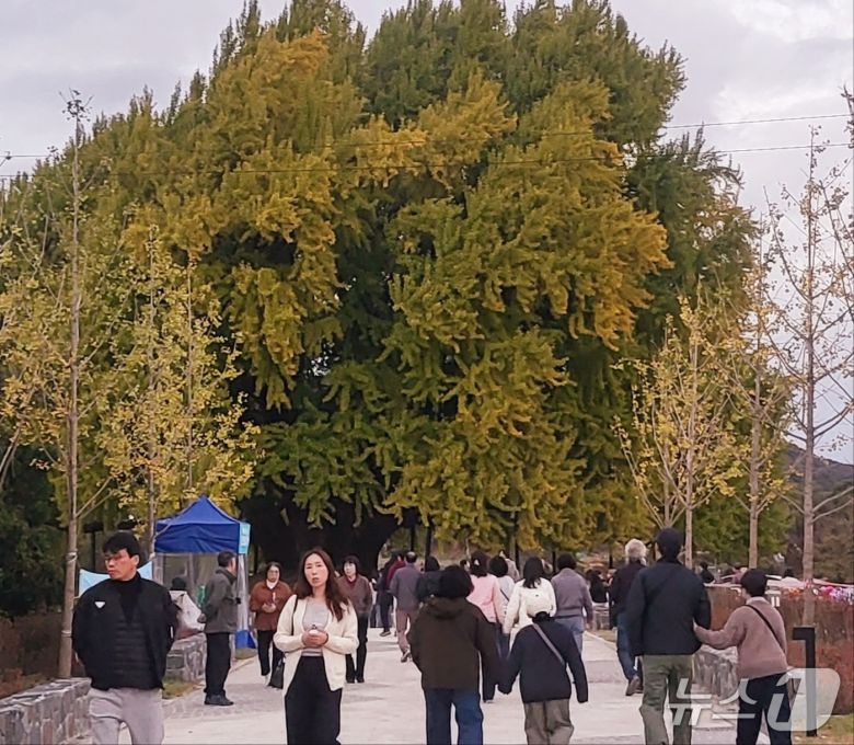 '2025 반계리 은행나무 축제'가 오는 2일 강원 원주시 문막읍 반계리 은행나무과장에서 열릴 예정인 가운데, 하루 전인 1일 오후에도 관광객들이 은행나무광장으로 몰려들었다. 2025.11.1/뉴스1 신관호 기자