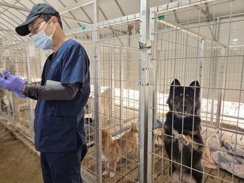 심항섭 경기도수의사회 총무가 예방접종을 준비하는 가운데, 보호견이 카메라를 쳐다보고 있다. ⓒ 뉴스1 한송아 기자