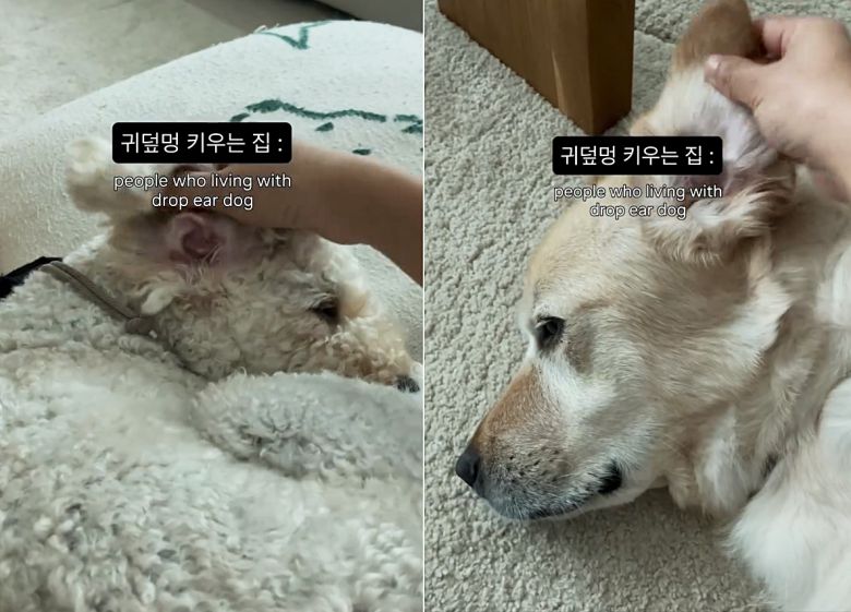 귀가 덮여 있는 모습을 보지 못하는 보호자의 영상이 반려인들에게 공감을 얻었다(인스타그램 hammack.ieo 제공). ⓒ 뉴스1