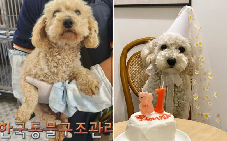 안락사 전 구조된 해막이(인스타그램 hammack.ieo 제공) ⓒ 뉴스1