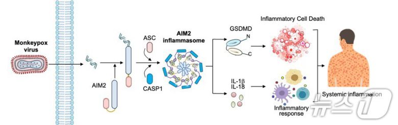 엠폭스 바이러스 감염시 AIM2 단백질 센서가 염증 반응을 촉발하는 과정.(UNIST 제공. 재판매 및 DB금지)/뉴스1