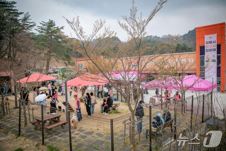 강원 강릉시 핑크빛 입양제 자료사진.(강릉시 제공, 재판매 및 DB 금지) 2025.12.5/뉴스1