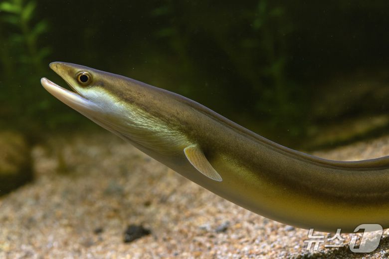 뱀장어(해양수산부 제공)