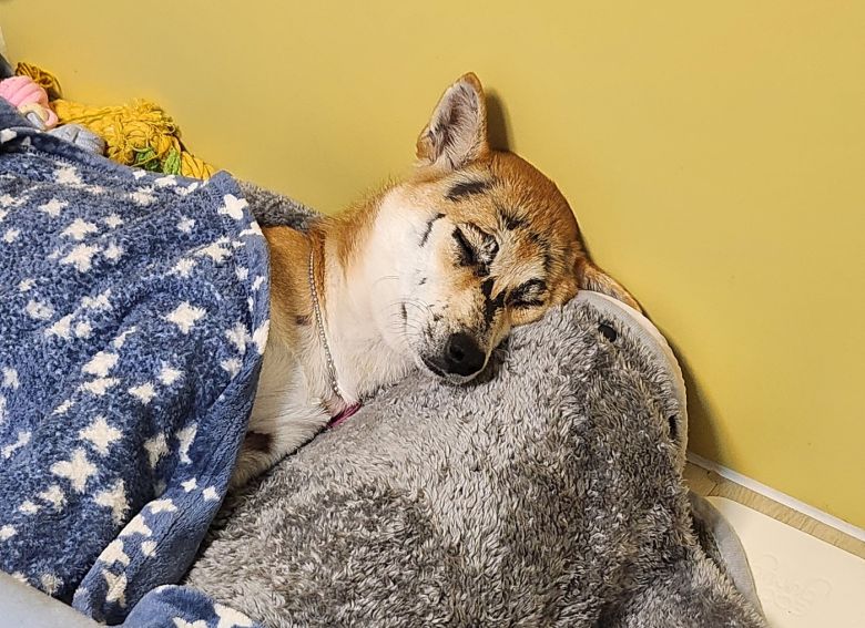 가족이 출근해도 집에서 편안히 쉬는 범범(인스타그램 2_sol_2_ 제공) ⓒ 뉴스1