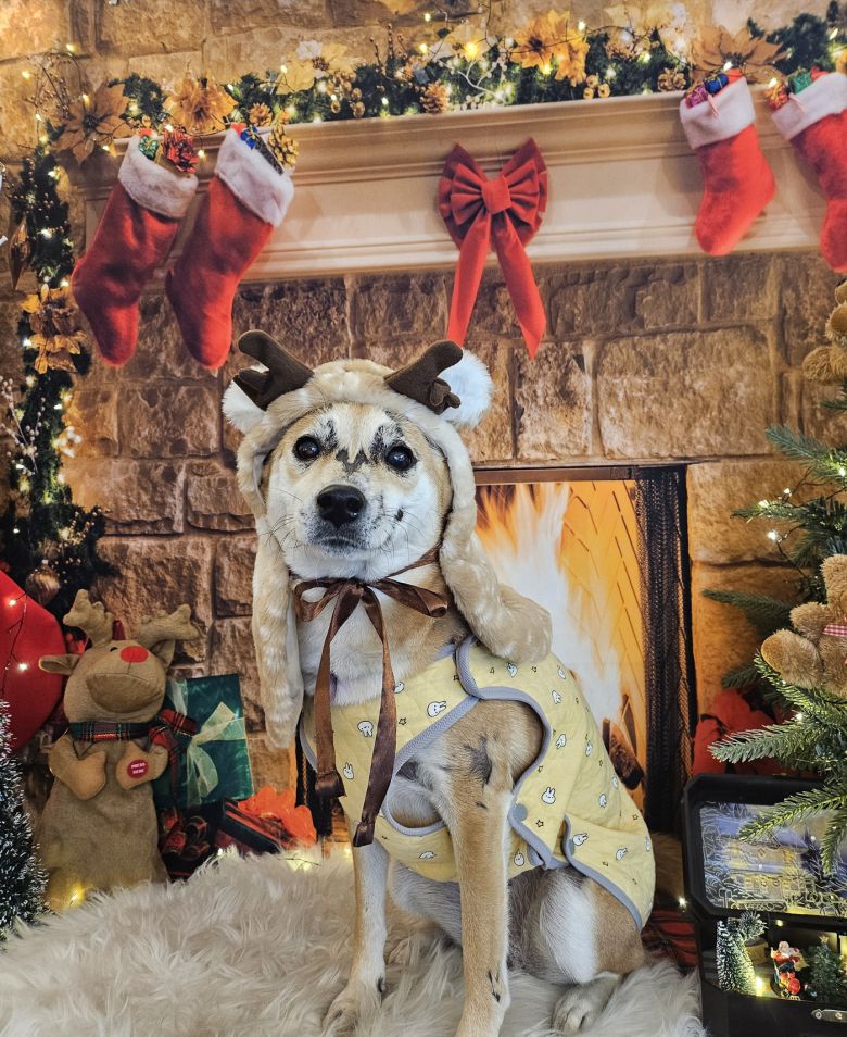 루돌프로 변신한 범범(인스타그램 2_sol_2_ 제공) ⓒ 뉴스1