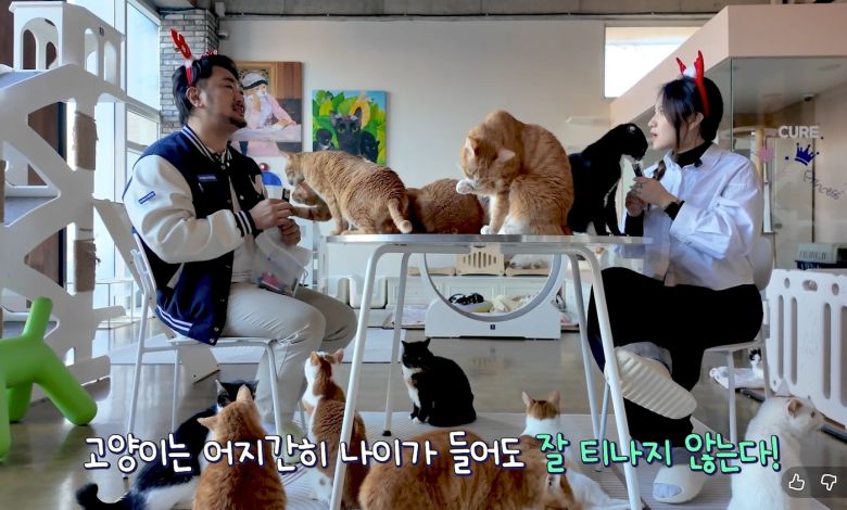 심용희 한국마즈 수의사가 최근 유튜브 채널 '반려의 완성'에 출연해 고양이의 노화 신호와 건강 관리법에 대해 전했다(유튜브 채널 갈무리). ⓒ 뉴스1