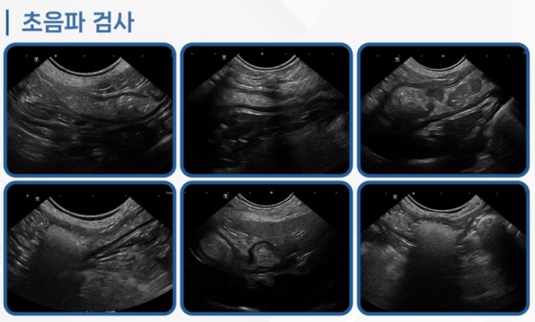 코코는 초음파 검사 결과 장폐색이 진행 중인 상태였다(로얄동물메디컬센터 제공). ⓒ 뉴스1