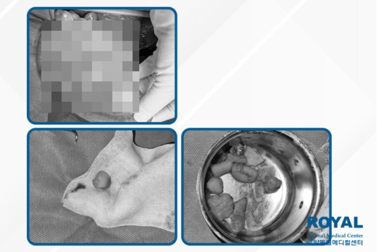 포메라니안 위와 장에서 발견된 브라질너트(로얄동물메디컬센터 제공) ⓒ 뉴스1