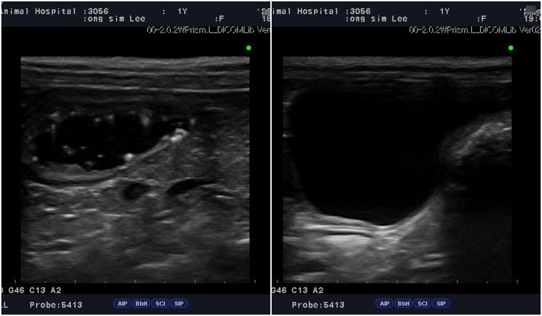 1살 반려견이 건강검진을 통해 방광 슬러지가 확인됐지만 조기 발견 덕에 한 달 만에 회복해 결석을 예방할 수 있었다. 건강검진 당시 초음파 이미지(왼쪽)와 한 달 치료 후 슬러지가 사라진 모습(메인동물병원 제공) ⓒ 뉴스1