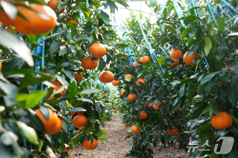 만감류 농가(제주도 제공. 재판매 및 DB금지)/뉴스1