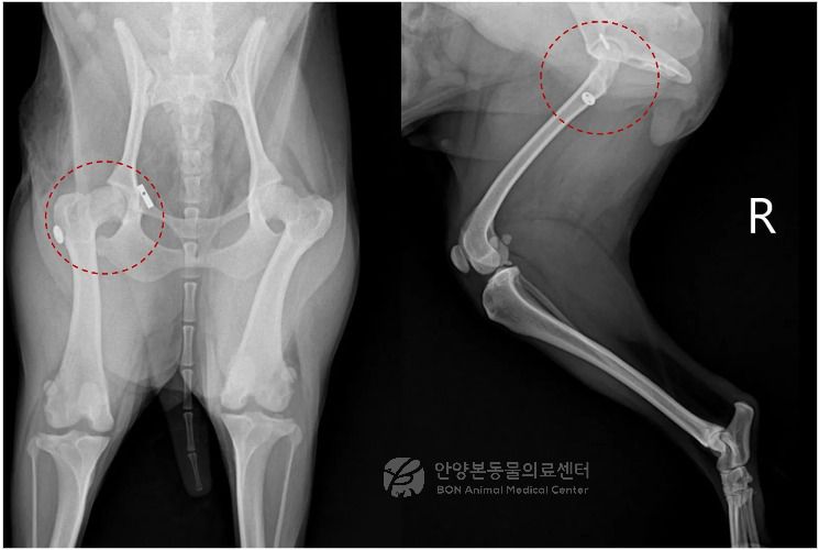 수술 후 방사선 검사 결과(본동물의료센터 제공) ⓒ 뉴스1