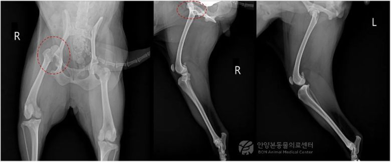 고관절 탈구가 롹인된 반려견의 엑스레이(본동물의료센터 제공) ⓒ 뉴스1