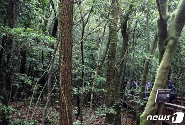제주 곶자왈 숲길. 곶자왈은 제주도 화산활동 중 분출한 용암류가 만들어낸 불규칙한 암괴지대로 숲과 덤불 등 다양한 식생을 이루는 곳이다/뉴스1