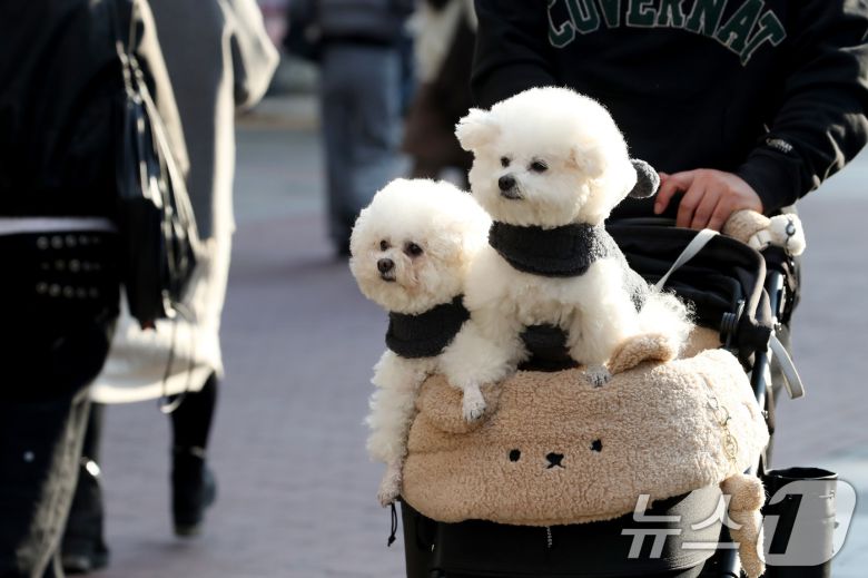 15일 오후 대구 중구 동성로에서 한 시민이 반려견을 유모차에 태운 채 걸어가고 있다. 2026.1.15/뉴스1 ⓒ News1 공정식 기자