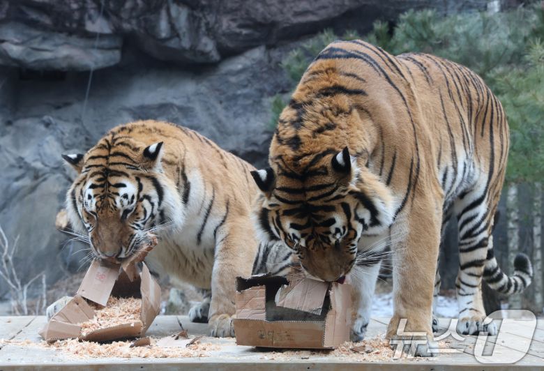 15일 경기 용인시 처인구 에버랜드 타이거 밸리에서 한국 호랑이 다운이와 나라가 인리치먼트(행동풍부화) 활동을 하고 있다. 2026.1.15/뉴스1 ⓒ News1 김영운 기자