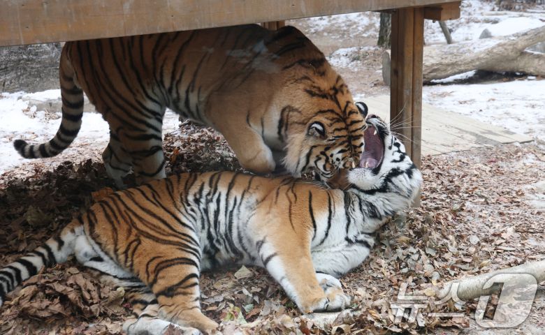 15일 경기 용인시 처인구 에버랜드 타이거 밸리에서 한국 호랑이 다운이와 나라가 낙엽 위에서 장난을 치고 있다. 2026.1.15/뉴스1 ⓒ News1 김영운 기자