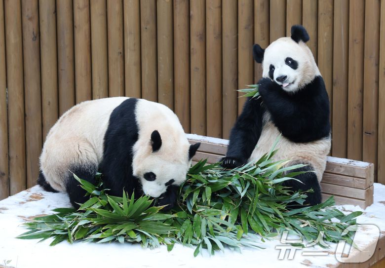 15일 경기 용인시 처인구 에버랜드 판다 세컨하우스에서 쌍둥이 판다가 하얗게 눈이 쌓인 야외 공간에서 먹이를 먹고 있다. 2026.1.15/뉴스1 ⓒ News1 김영운 기자