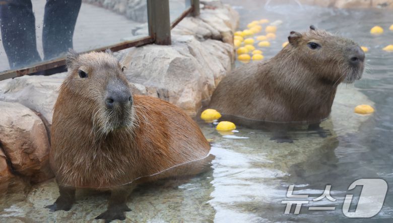 15일 경기 용인시 처인구 에버랜드에서 카피바라들이 김이 모락모락 피어오르는 온천에 몸을 담근 채 따뜻하게 온천욕을 즐기며 겨울을 나고 있다. 2026.1.15/뉴스1 ⓒ News1 김영운 기자