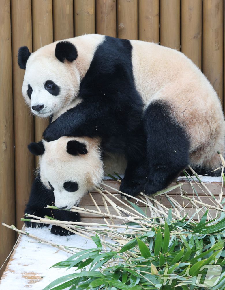 15일 경기 용인시 처인구 에버랜드 판다 세컨하우스에서 쌍둥이 판다가 하얗게 눈이 쌓인 야외 공간에서 먹이를 먹고 있다. 2026.1.15/뉴스1 ⓒ News1 김영운 기자