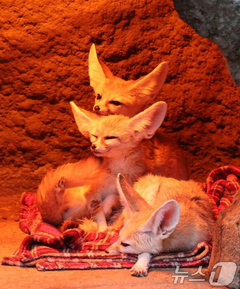 15일 경기 용인시 처인구 에버랜드에서 사막여우가 열등 아래서 따뜻하게 몸을 녹이고 있다. 2026.1.15/뉴스1 ⓒ News1 김영운 기자