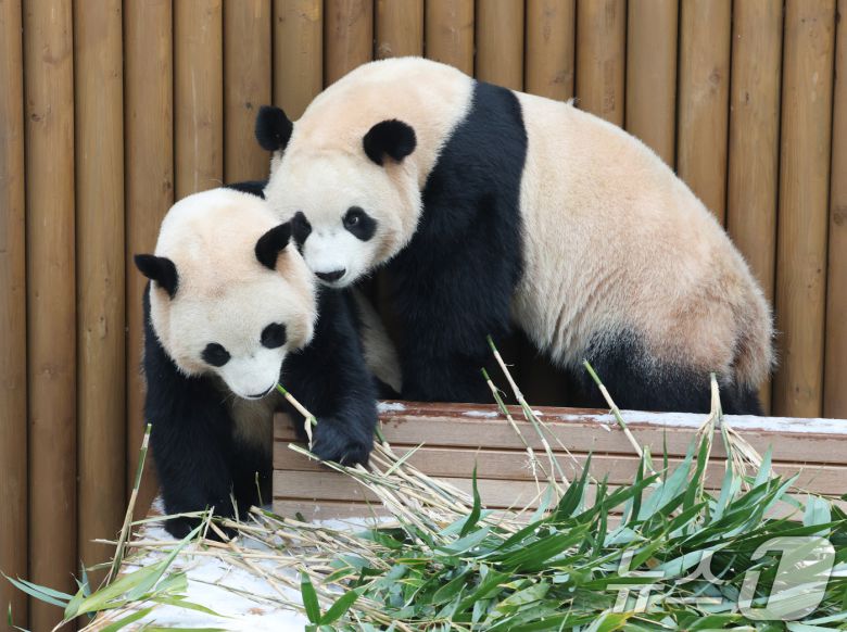 15일 경기 용인시 처인구 에버랜드 판다 세컨하우스에서 쌍둥이 판다가 하얗게 눈이 쌓인 야외 공간에서 먹이를 먹고 있다. 2026.1.15/뉴스1 ⓒ News1 김영운 기자