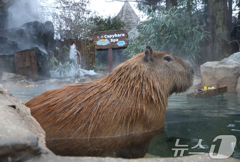 15일 경기 용인시 처인구 에버랜드에서 카피바라들이 김이 모락모락 피어오르는 온천에 몸을 담근 채 따뜻하게 온천욕을 즐기며 겨울을 나고 있다. 2026.1.15/뉴스1 ⓒ News1 김영운 기자