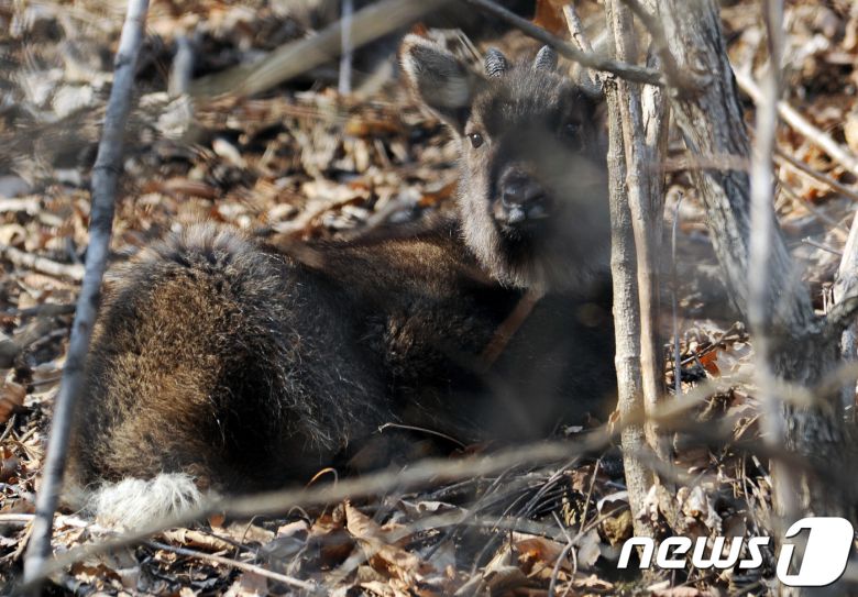 강원 양구 방산면 천미리 일대 야산에서 발견된 멸종위기 야생생물Ⅰ급인 산양.(자료사진)/뉴스1 DB