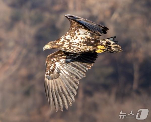 울산에서 관찰된 흰꼬리수리 유조. (조현표 촬영, 울산시 제공. 재판매 및 DB 금지) /뉴스1