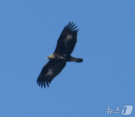 울산에서 관찰된 검독수리 유조. (울산시 제공. 재판매 및 DB 금지) /뉴스1